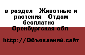  в раздел : Животные и растения » Отдам бесплатно . Оренбургская обл.